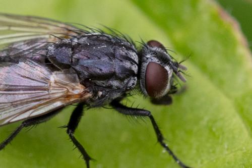 Réf. 324 227 : Dasyphora sp.