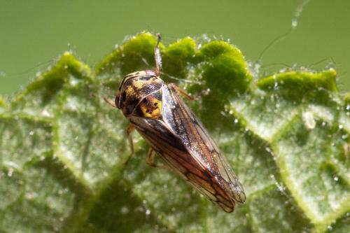 Réf. 324 003 : Oncopsis sp.