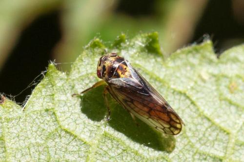 Réf. 324 002 : Oncopsis sp.