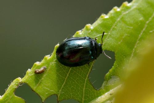 Plagiodera versicolora
