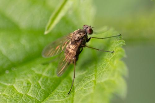 Réf. 324 733 : Chrysopilus asiliformis
