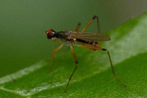 Réf. 324 498 : Neria cibaria