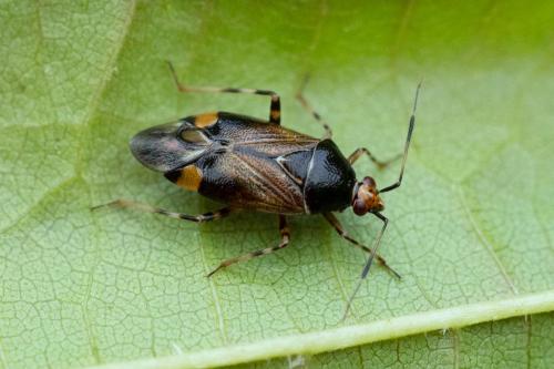 Réf. 324 499 : Deraeocoris flavilinea