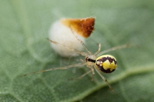 Theridion varians
