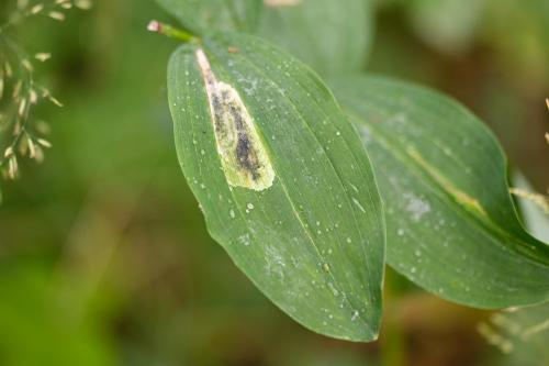 Americina sp.