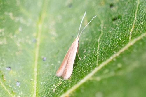 Coleophora sp.