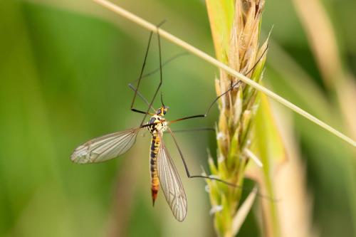 Nephrotoma flavescens
