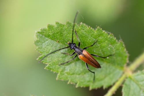 Réf. 324 623 : Stenurella sp.