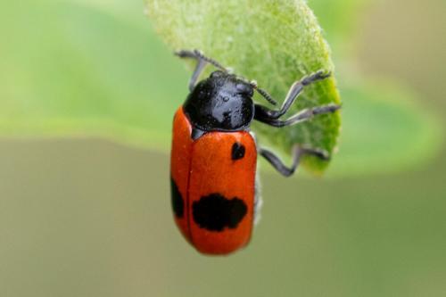 Clytra sp.