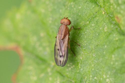 Opomyza sp.
