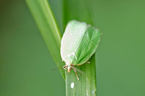 Réf. 324 646 : Tortrix viridana