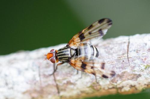 Otites porcus