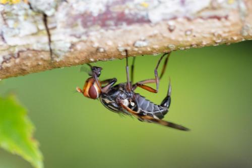 Otites porcus