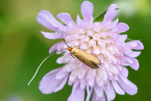 Nemophora metallica