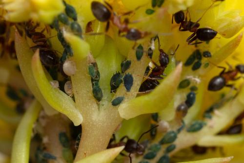 Aphis sedi