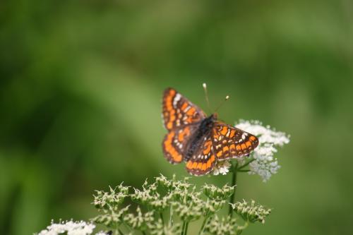 Réf. 324 867 : Euphydryas maturna