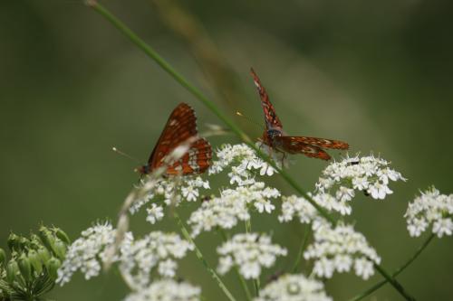 Réf. 324 868 : Euphydryas maturna