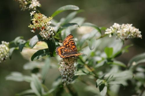 Réf. 324 869 : Euphydryas maturna