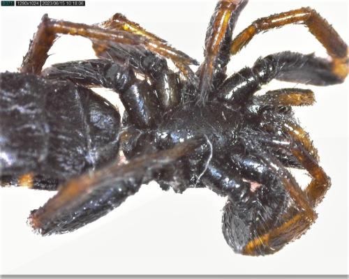 Aphantaulax cincta