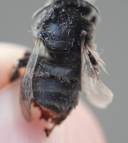 Anthophora retusa