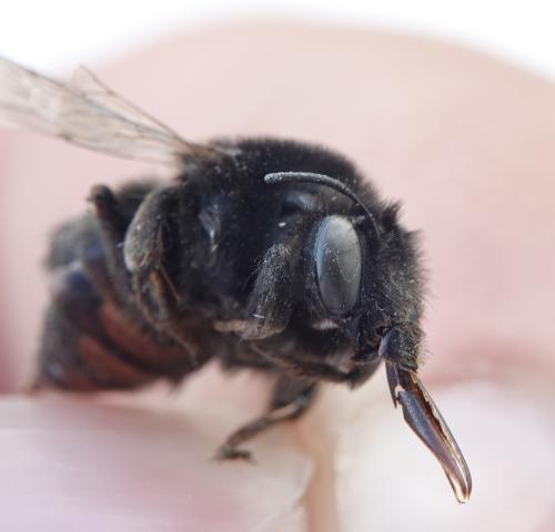 Anthophora retusa