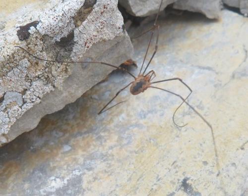 Phalangium opilio