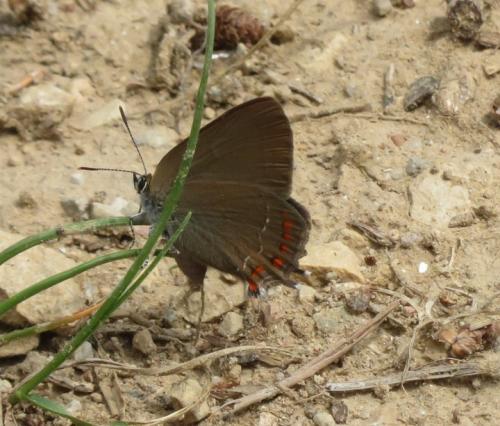 Satyrium esculi