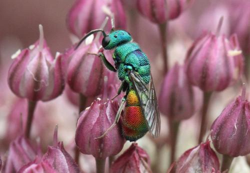 Réf. 324 808 : Chrysis marginata