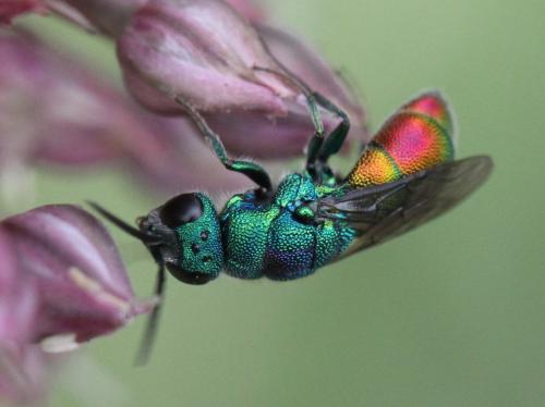 Réf. 324 809 : Chrysis marginata