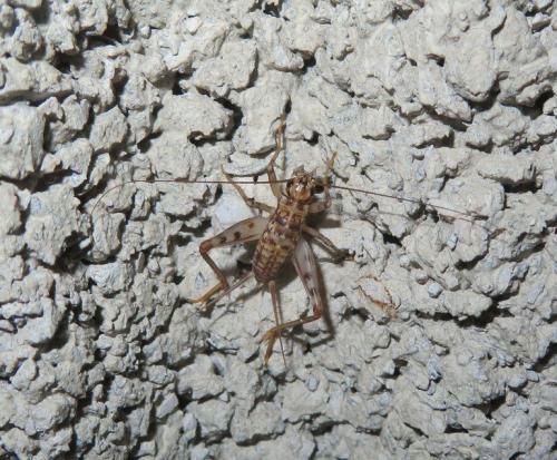 Gryllomorpha dalmatina dalmatina
