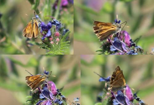 Thymelicus acteon