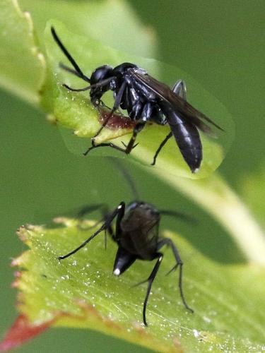 Réf. 324 988 : Agenioideus sp.