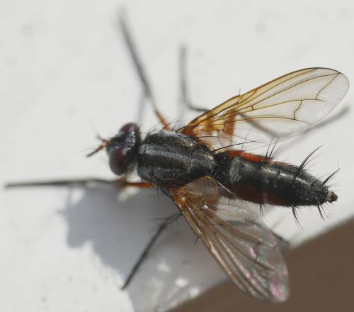 Réf. 324 518 : Mintho rufiventris