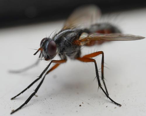 Réf. 324 517 : Mintho rufiventris