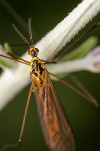 Nephrotoma sp.