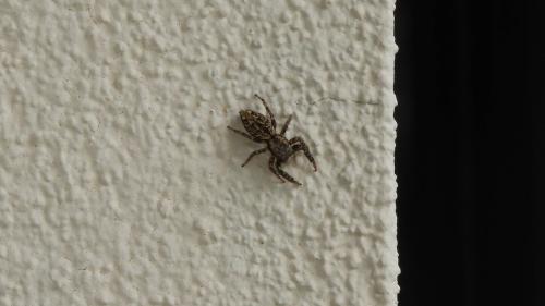Marpissa muscosa