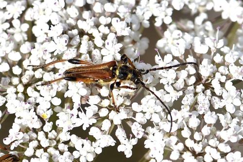 Stenopterus ater