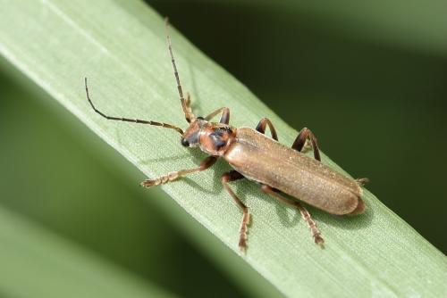 Réf. 324 969 : Cantharis figurata