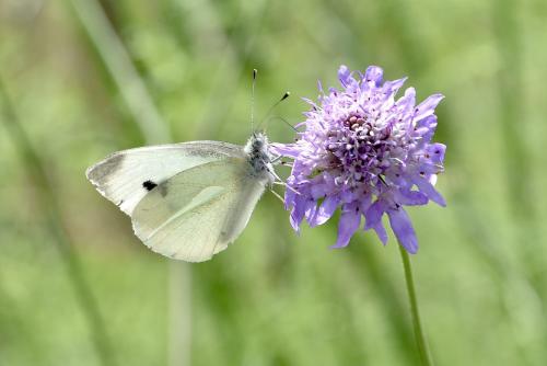 Pieris rapae