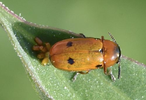 Macrolenes dentipes