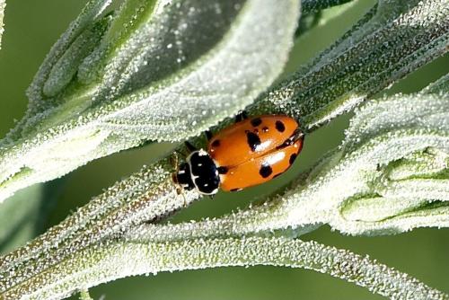 Réf. 324 035 : Hippodamia variegata