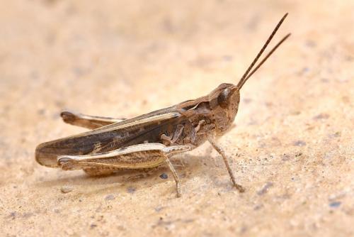 Réf. 324 203 : Omocestus raymondi raymondi