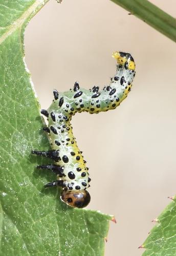 Arge ochropus