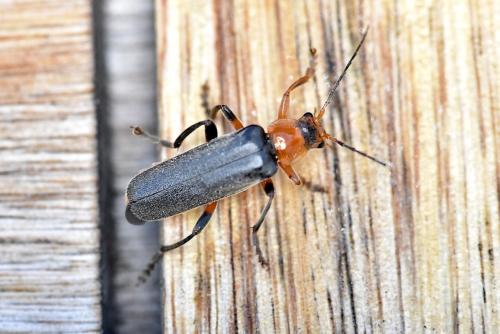 Réf. 324 973 : Cantharis livida