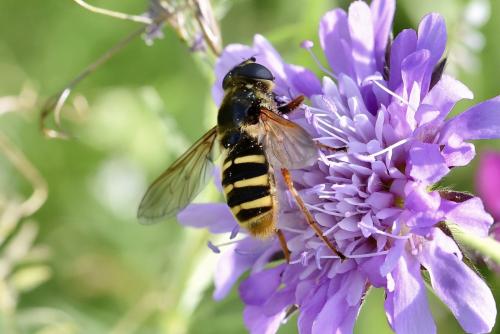 Sericomyia silentis