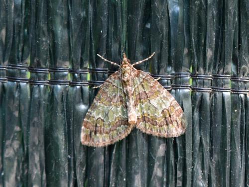 Hydriomena impluviata