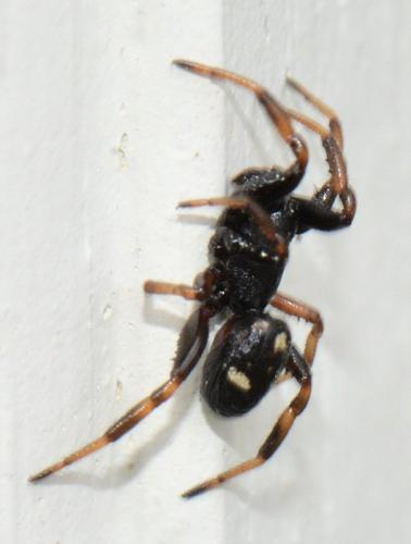 Asagena italica