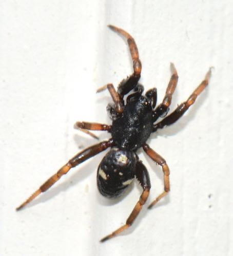 Asagena italica