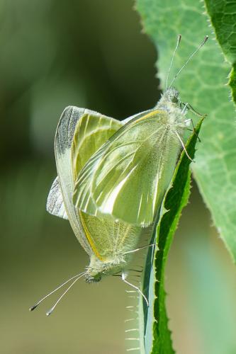 Réf. 324 359 : Pieris rapae