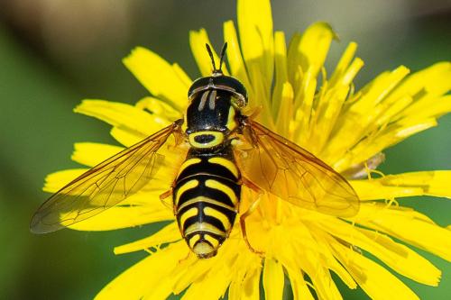 Réf. 324 883 : Chrysotoxum elegans